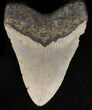 Huge, Megalodon Tooth - North Carolina #40245-2